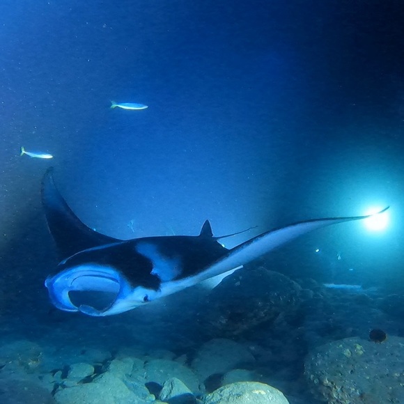 Dive Into Deals - Be Notified When I Go LIVE - Picture 10 of 10